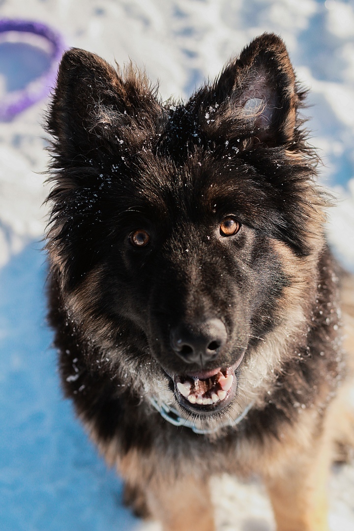 Sheepdog everyday life - German Shepherd, Dog, Longpost