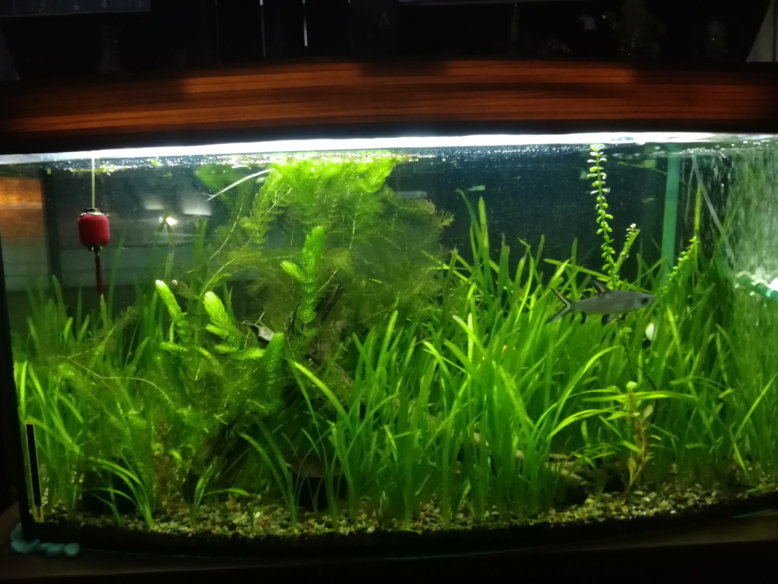 hard plants - My, Aquarium, Aquarium plants, Aquarium