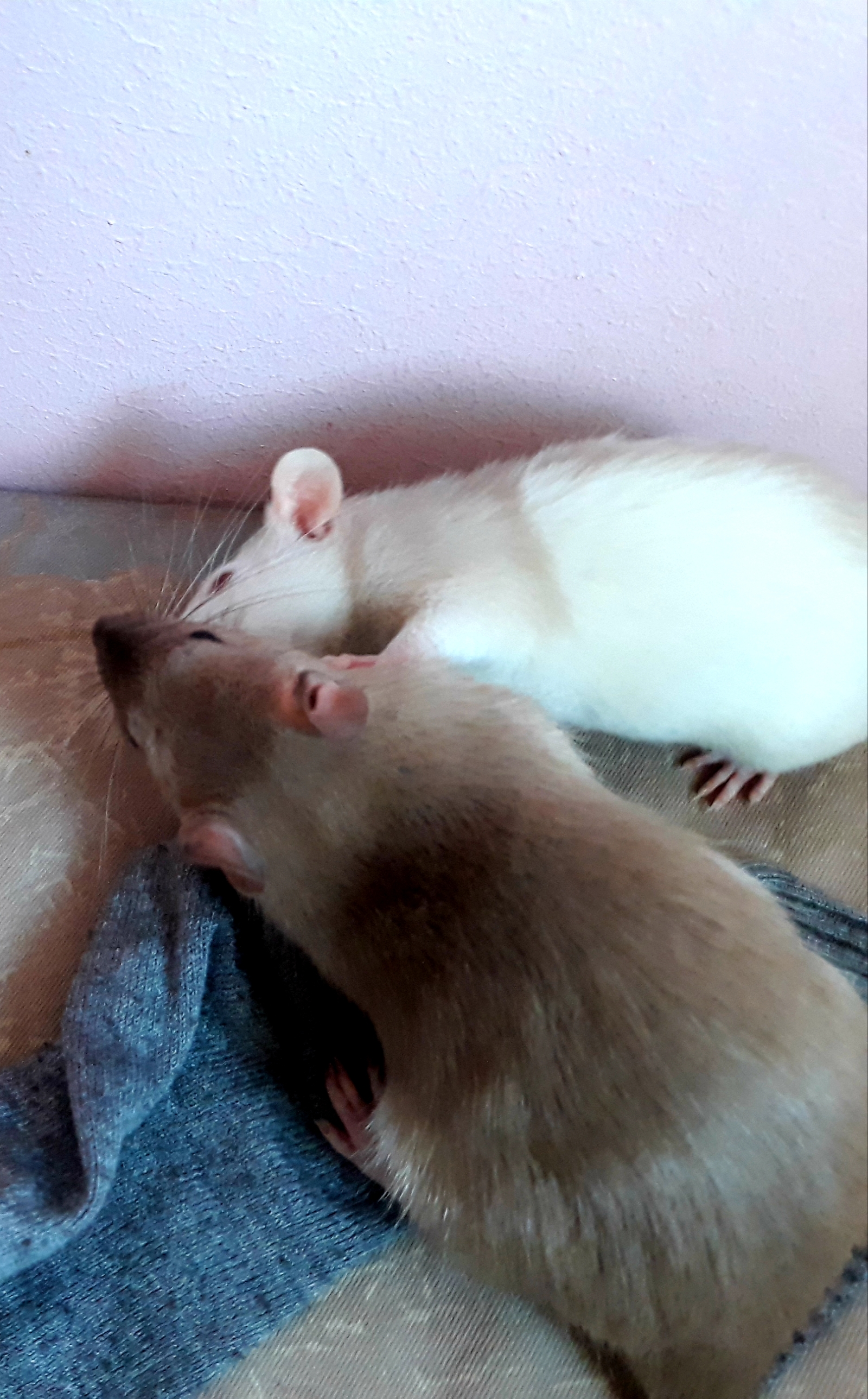 tender friendship - My, Decorative rats, Rat, Rodents, Pet, Pets, Longpost