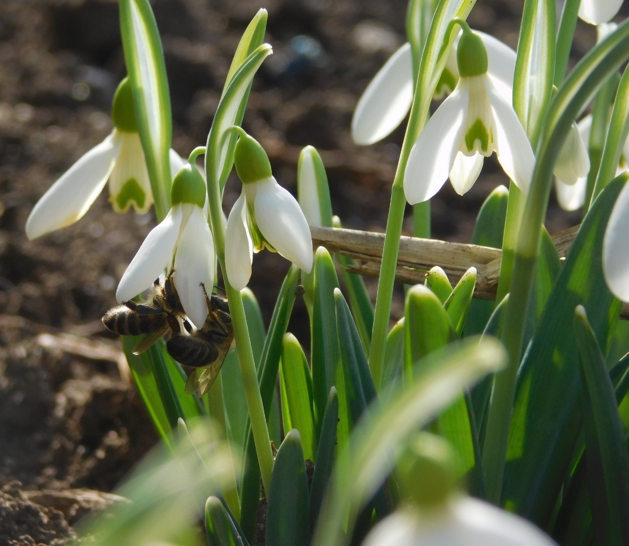 Snowdrop honey - be! - My, Snowdrops, Bees, Crimea, Macro photography, Heat, Winter, Longpost, Snowdrops flowers