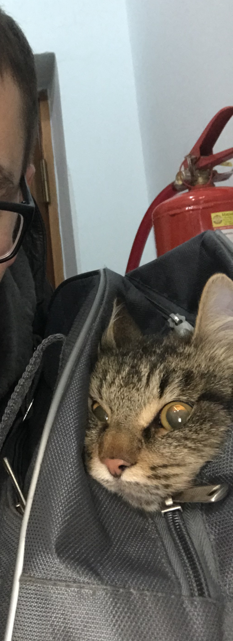 A trip to the veterinary clinic - My, cat, Vet, Fear, Courage, Longpost