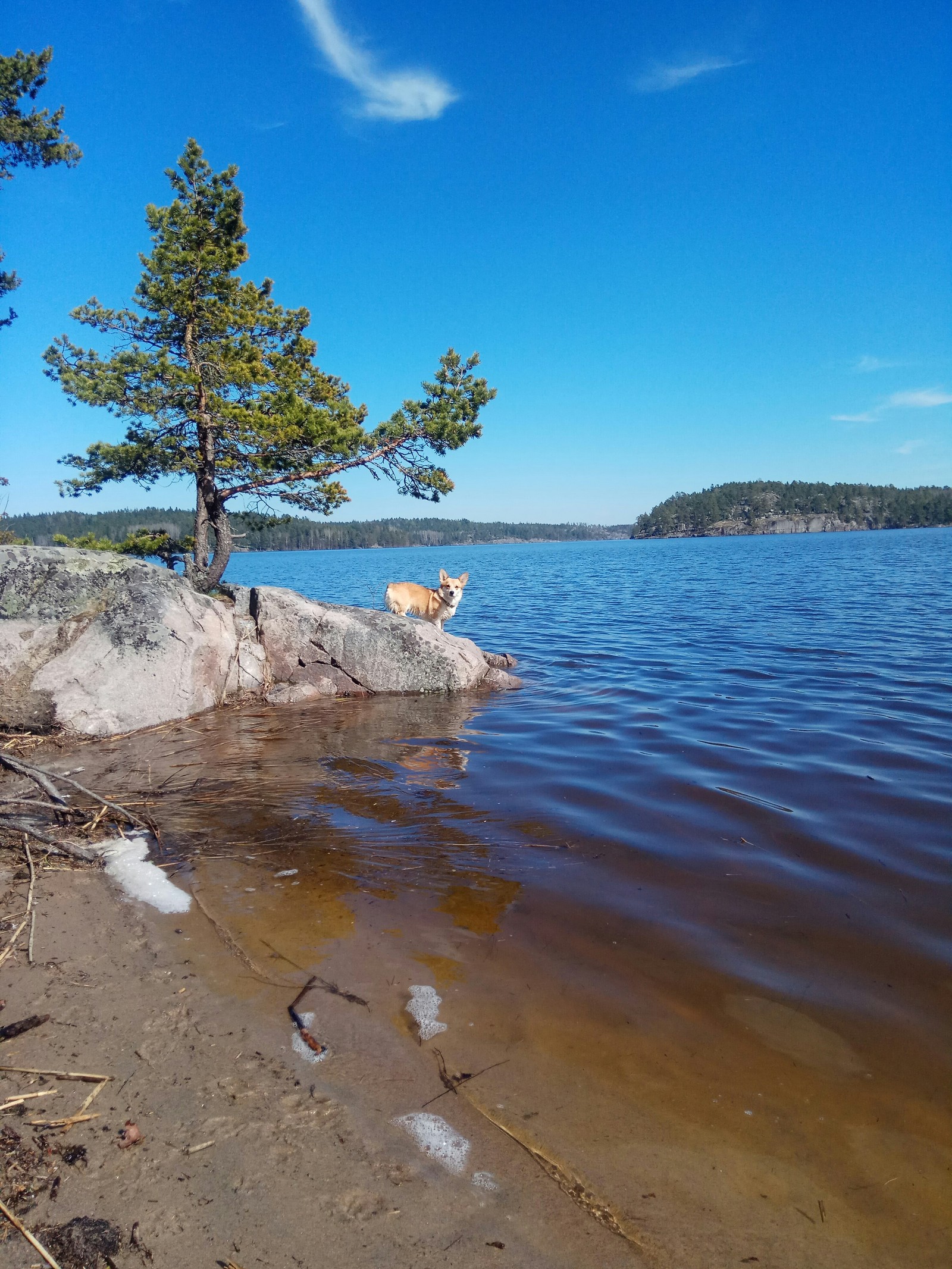 Hiking with Corgi - My, Dog, Corgi, Hike, Hiking, Friend, Pets, Longpost