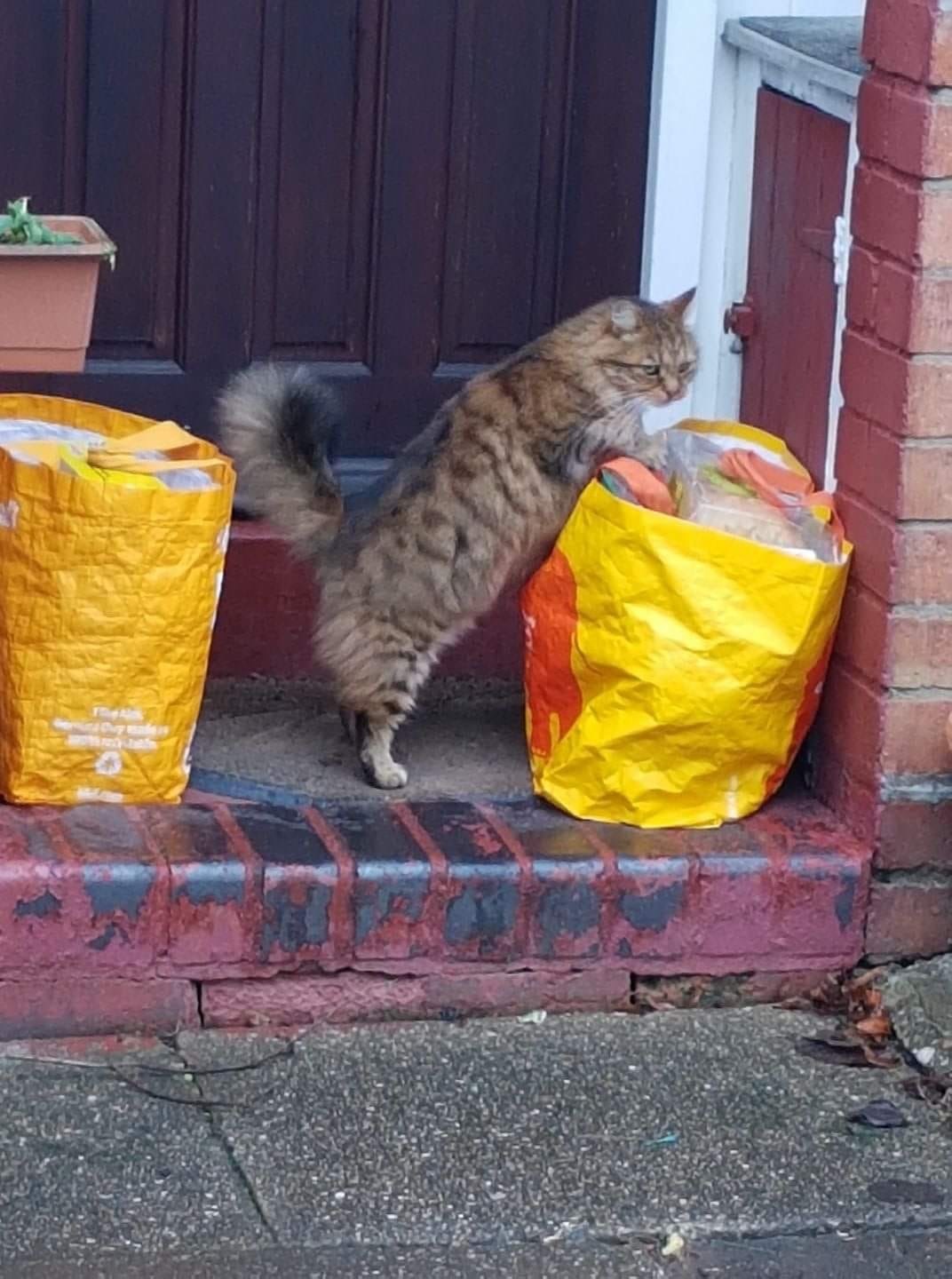 Please check your bags before you go home. - cat, Catomafia, Inspection