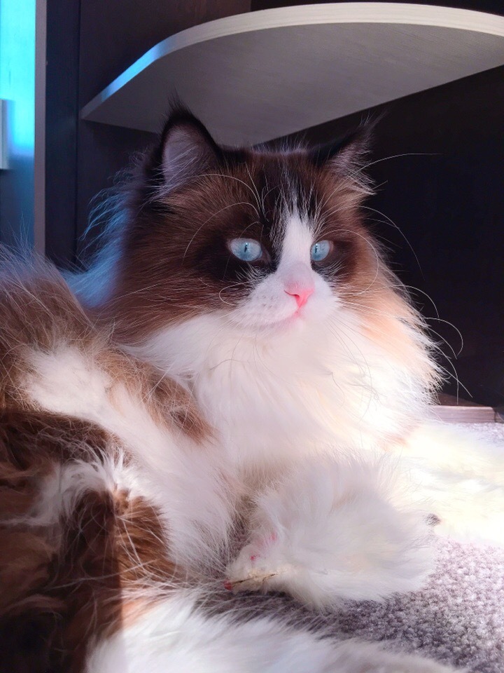 Mike - My, Ragdoll, Mike, cat