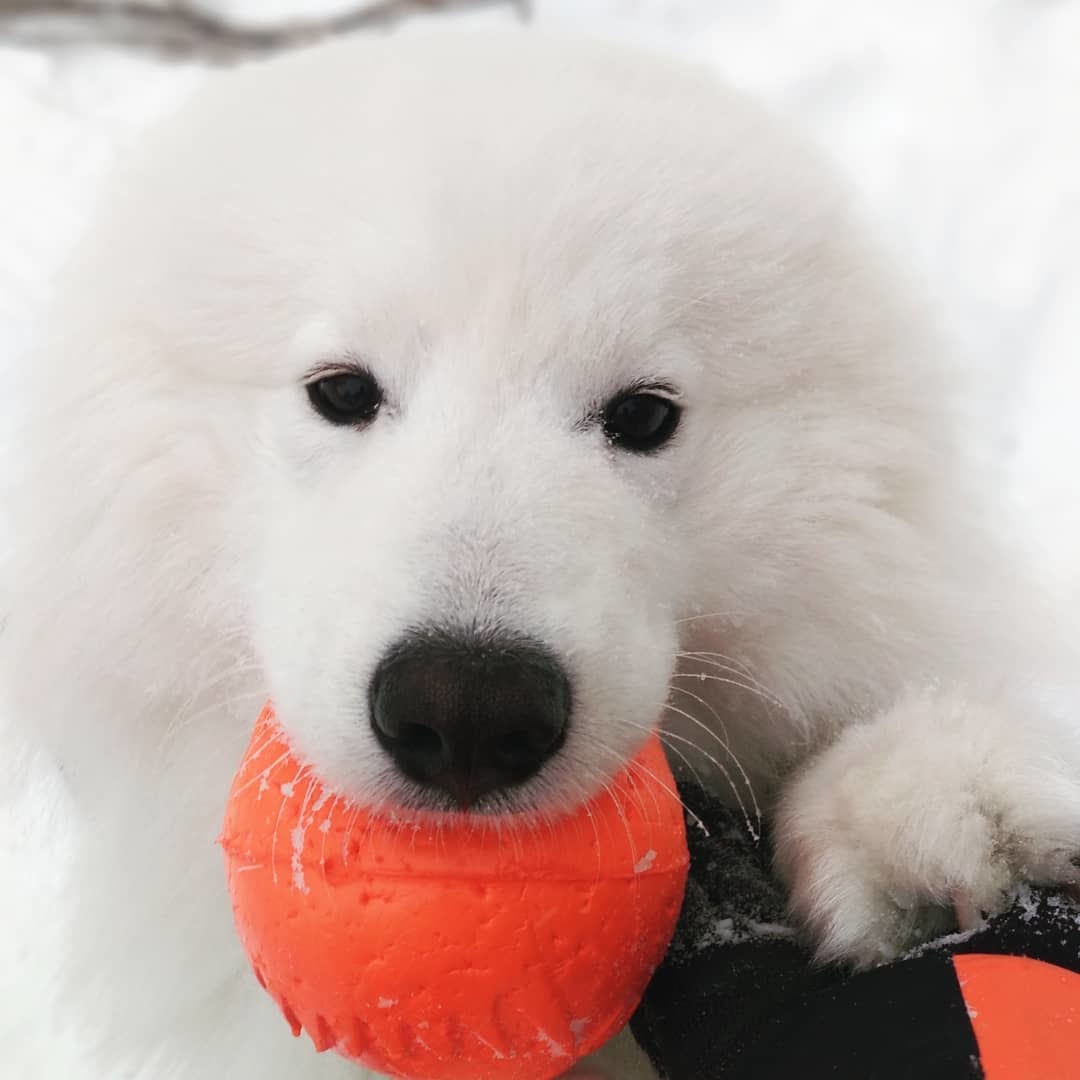 Seal - My, Samoyed, Dog, Winter