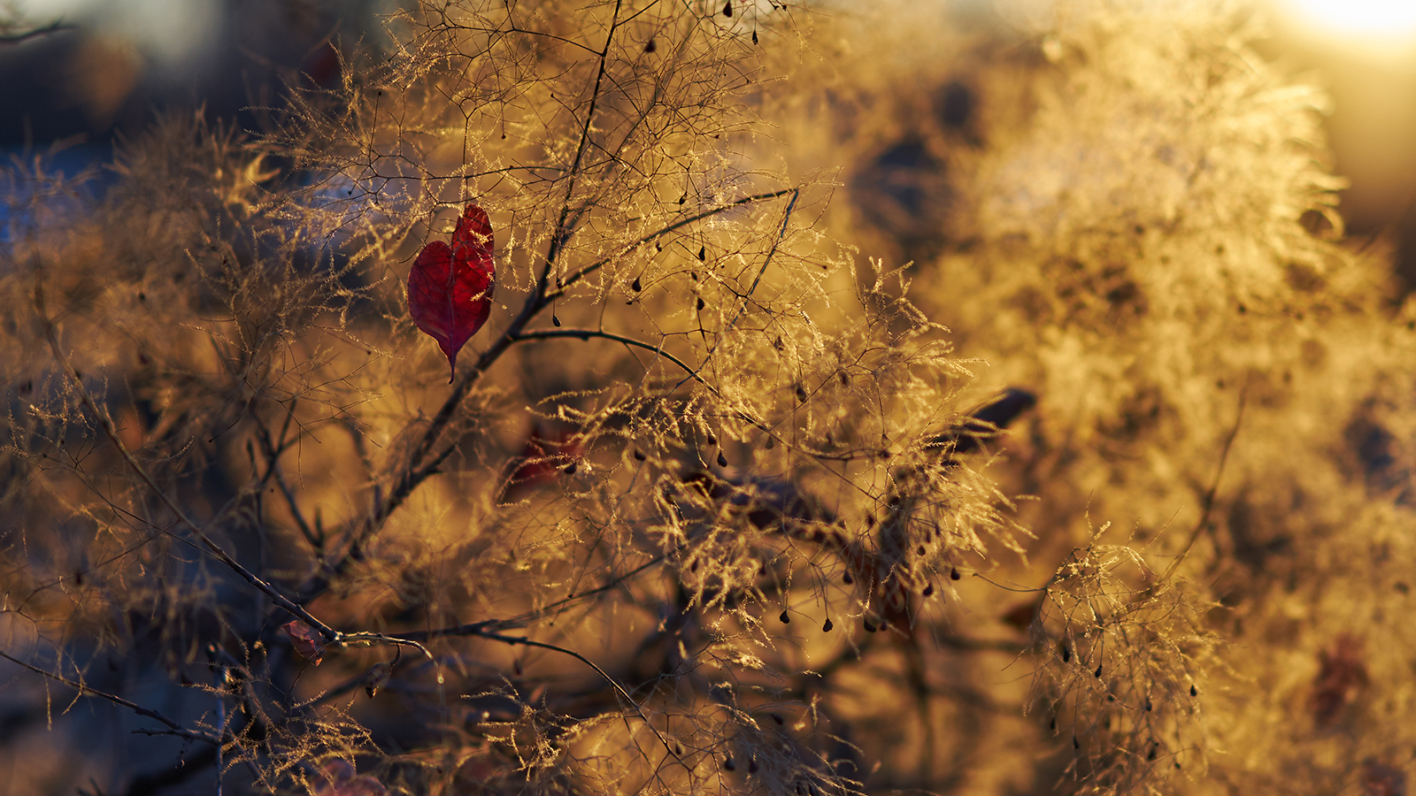 About simple and complex genres in photography. - My, The photo, Grass, Leaves, Autumn, Backlight, Close-up, Discussion, Longpost