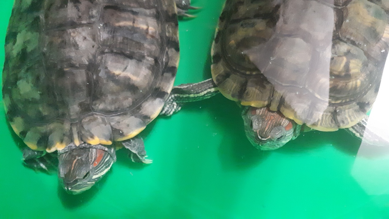 Red-eared sliders - call out! - My, Pond slider, Turtle, Eggs, Offspring, Need advice