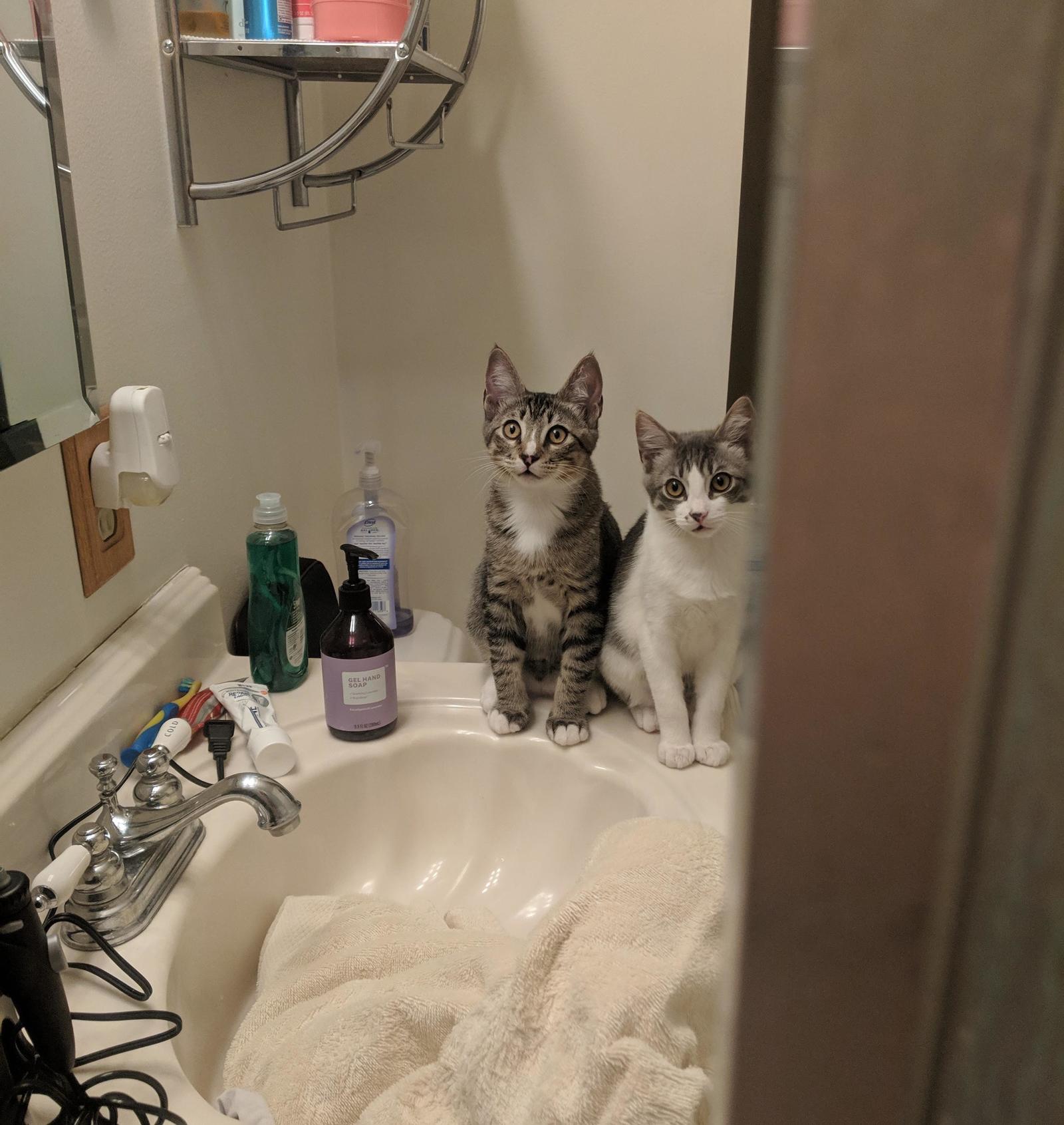 My view from the shower. - cat, Pets