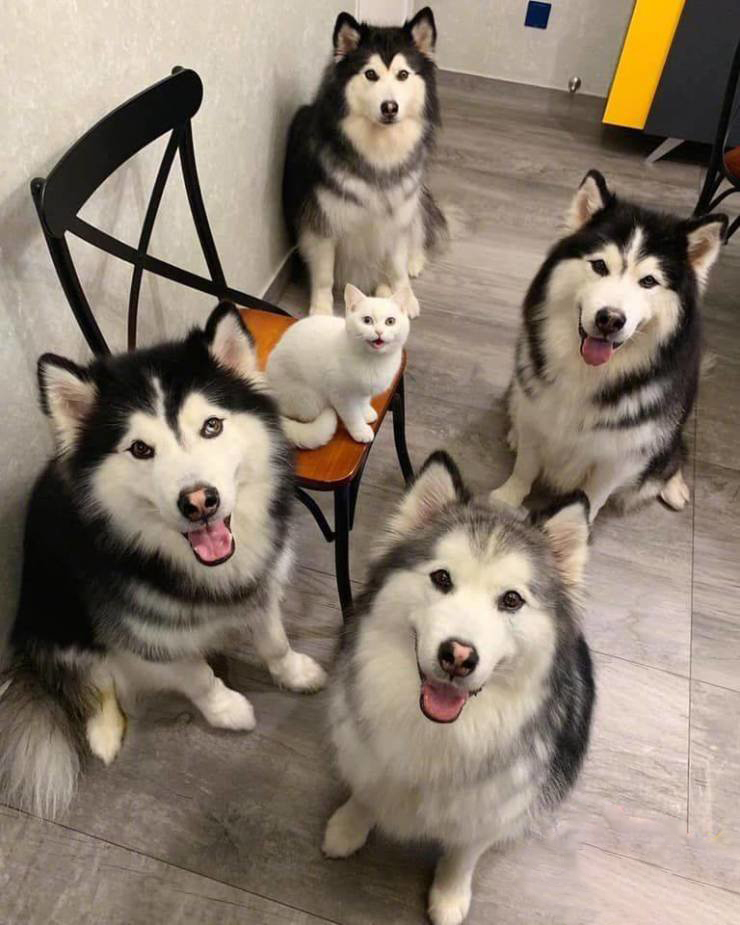 Quintet - cat, Dog, Alaskan Malamute, Pets, Milota