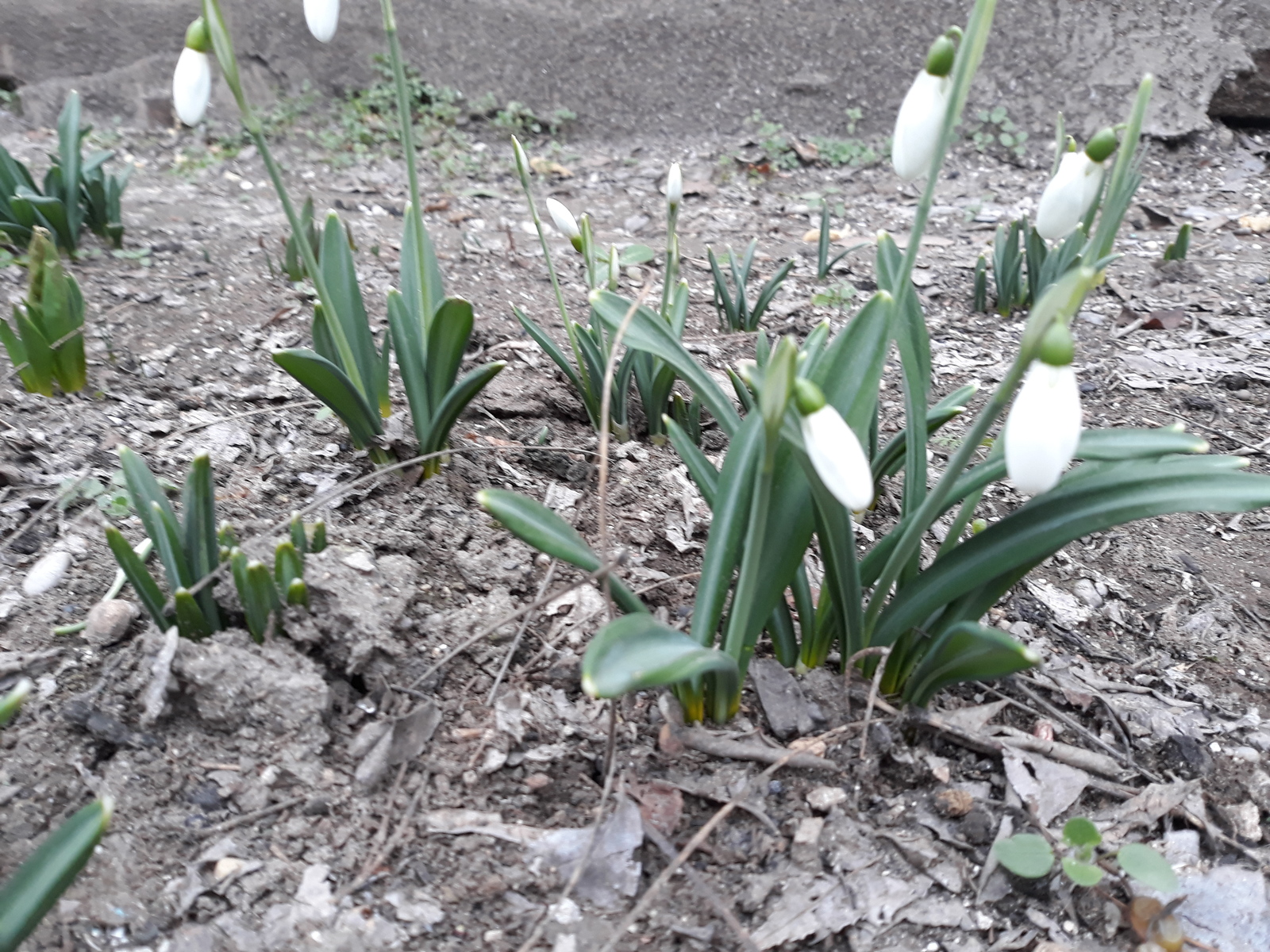 Crimea, February - My, Nature, Flowers, Snowdrops, beauty of nature, Crimea, Spring, Longpost, Snowdrops flowers