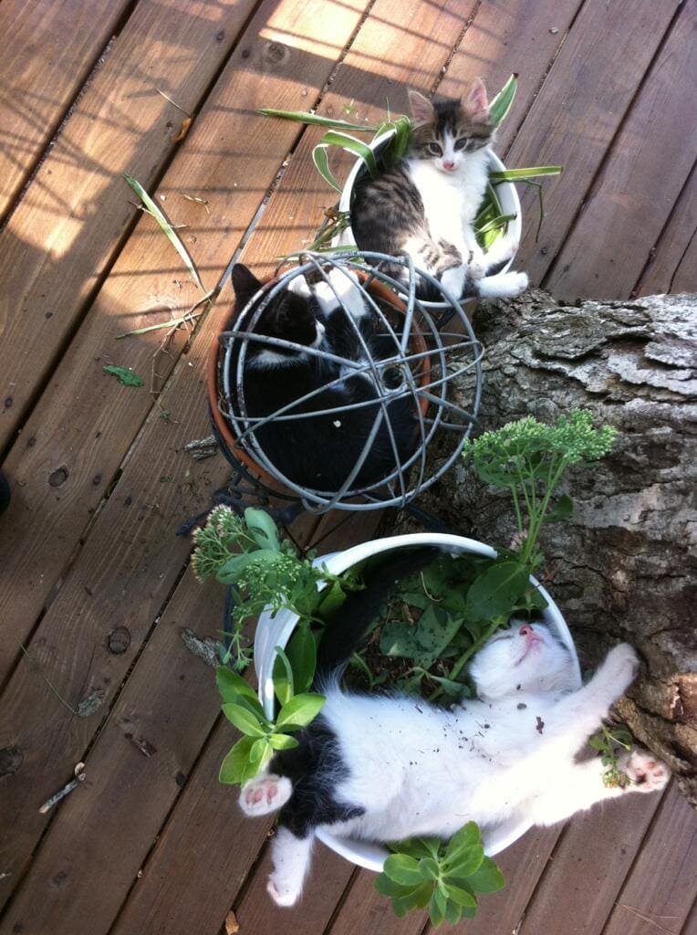 Cats in flower pots - cat, Flowers, A selection, Longpost, Flower pot, Pets