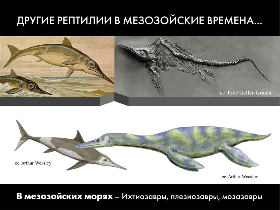 Paleontological Beasts and Where to Find Them: The Myths of the Omnipresent Dinosaurs. Part 1 - My, Paleontology, Dinosaurs, Pavel Skuchas, Anthropogenesis ru, Scientists against myths, Video, GIF, Longpost