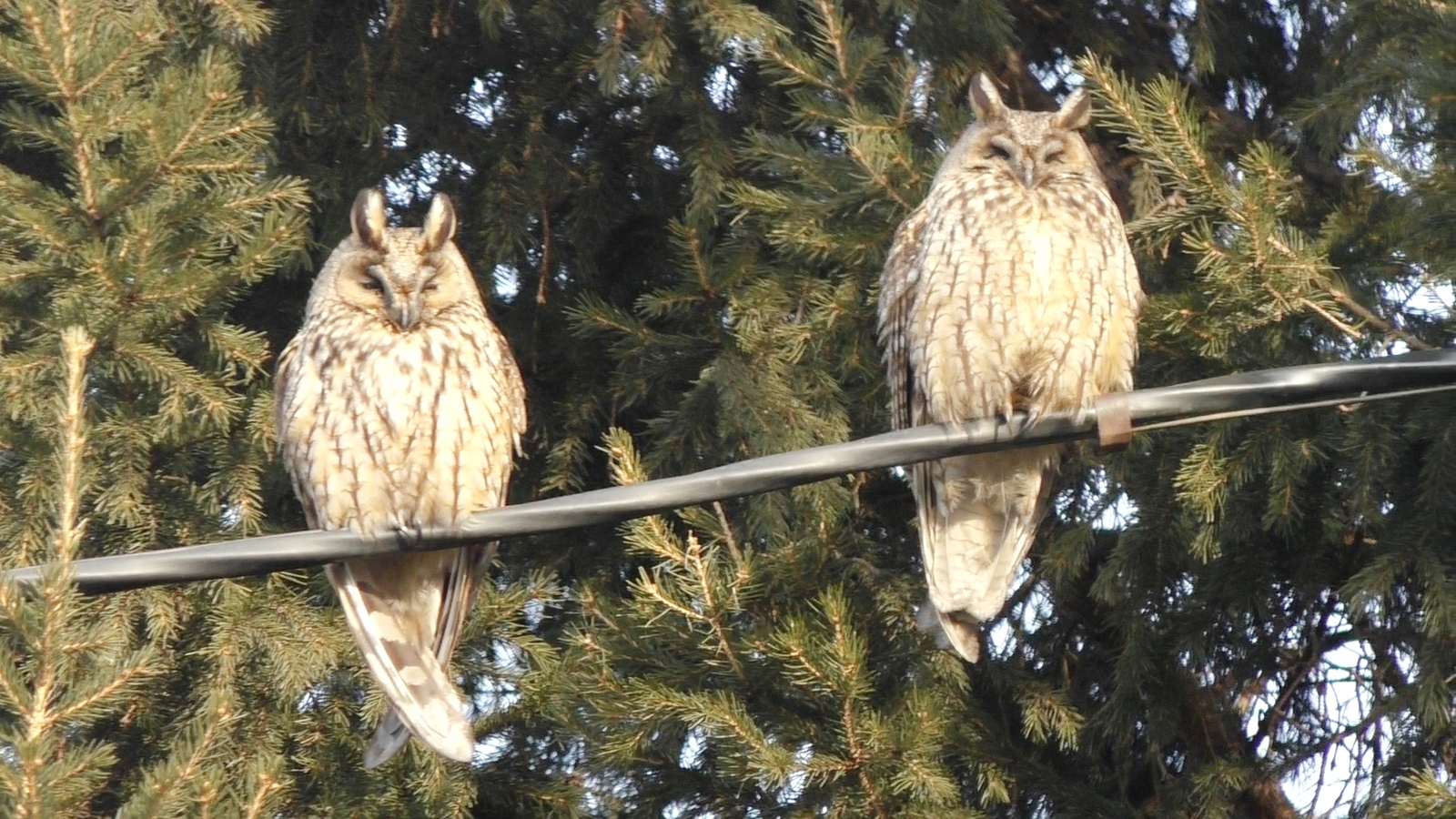 Eared owls? - My, Owl, Birds, Nature, Town, Video