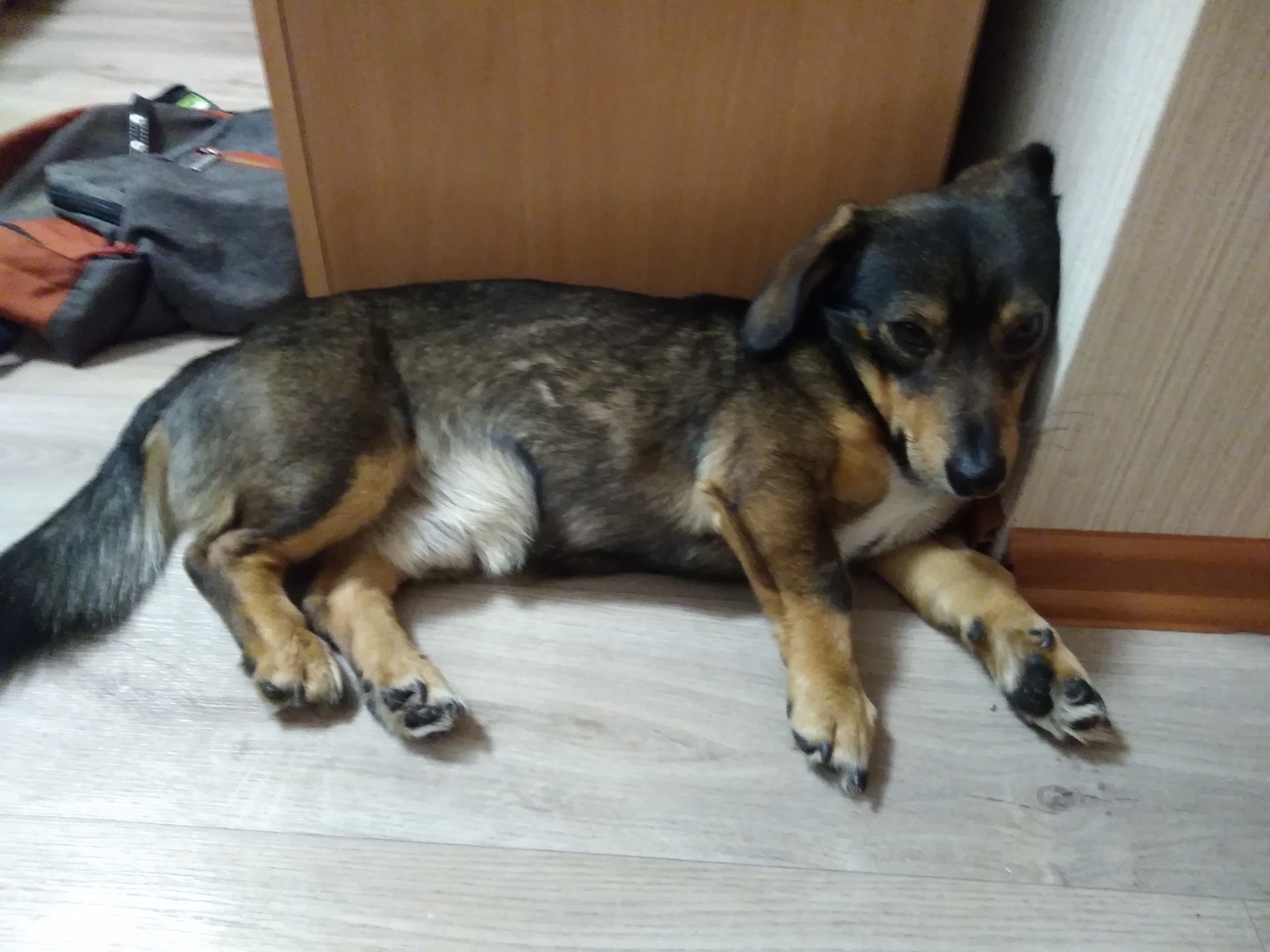 Found a dog, Berdsk. - My, No rating, Found a dog, Dog, Berdsk, Longpost