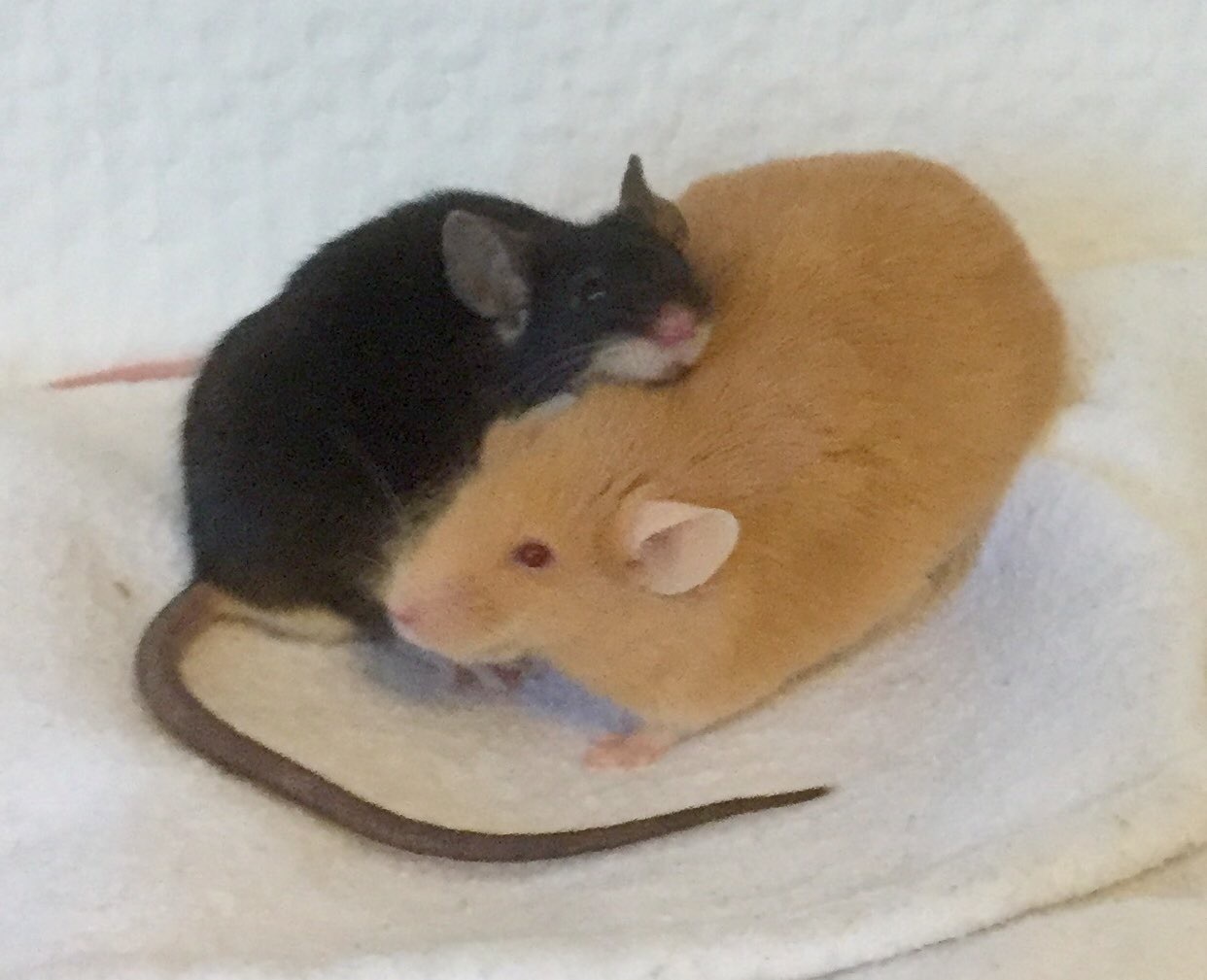 What did my wife call these two mouse brothers? - Mouse, , , Longpost