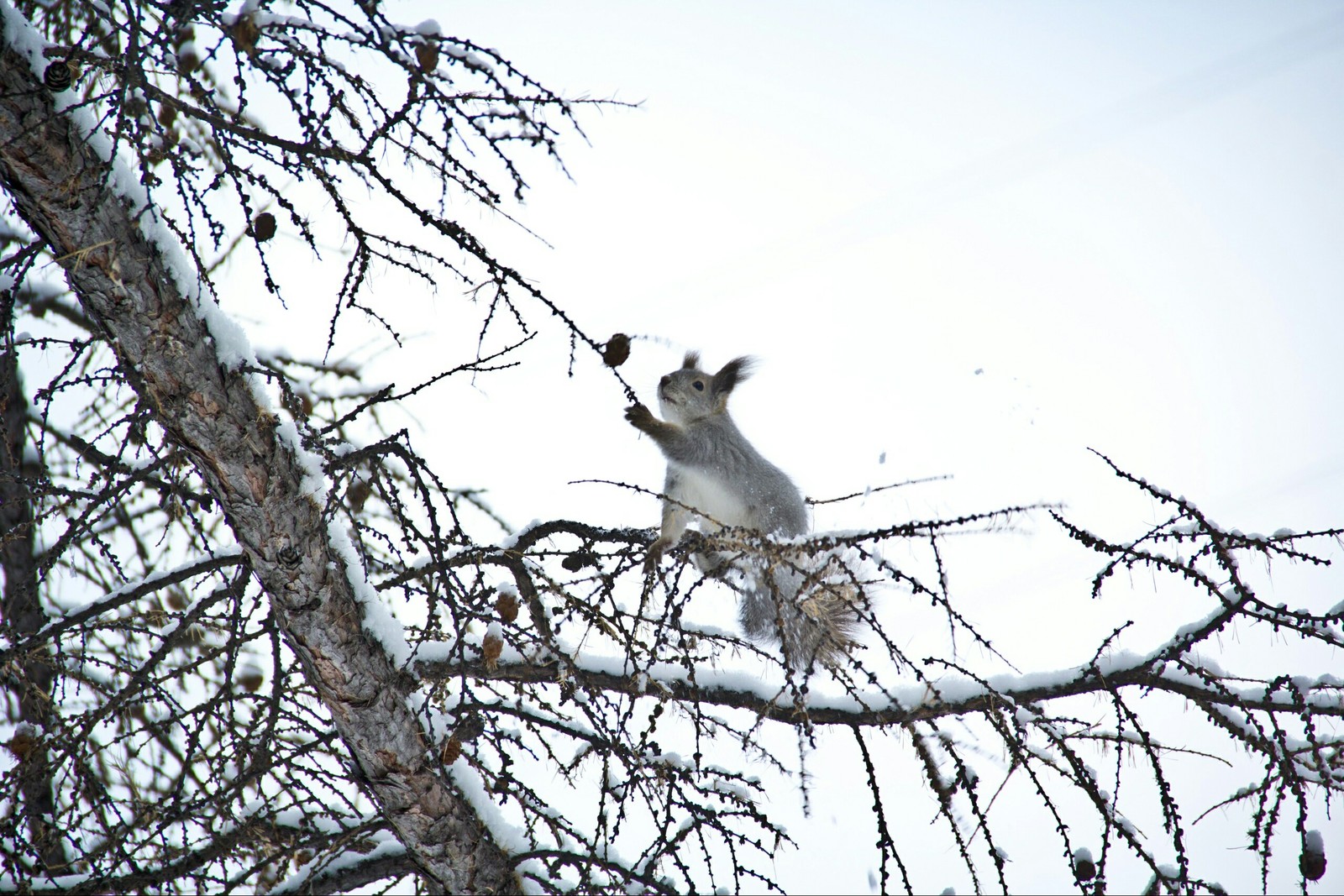 Chelyabinsk squirrels - My, Squirrel, Chelyabinsk, Fluffy, The photo, Longpost, Animals