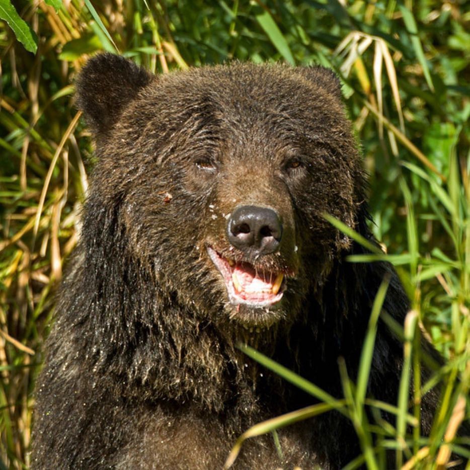 Ulybaka - The photo, Animals, Bear, The Bears