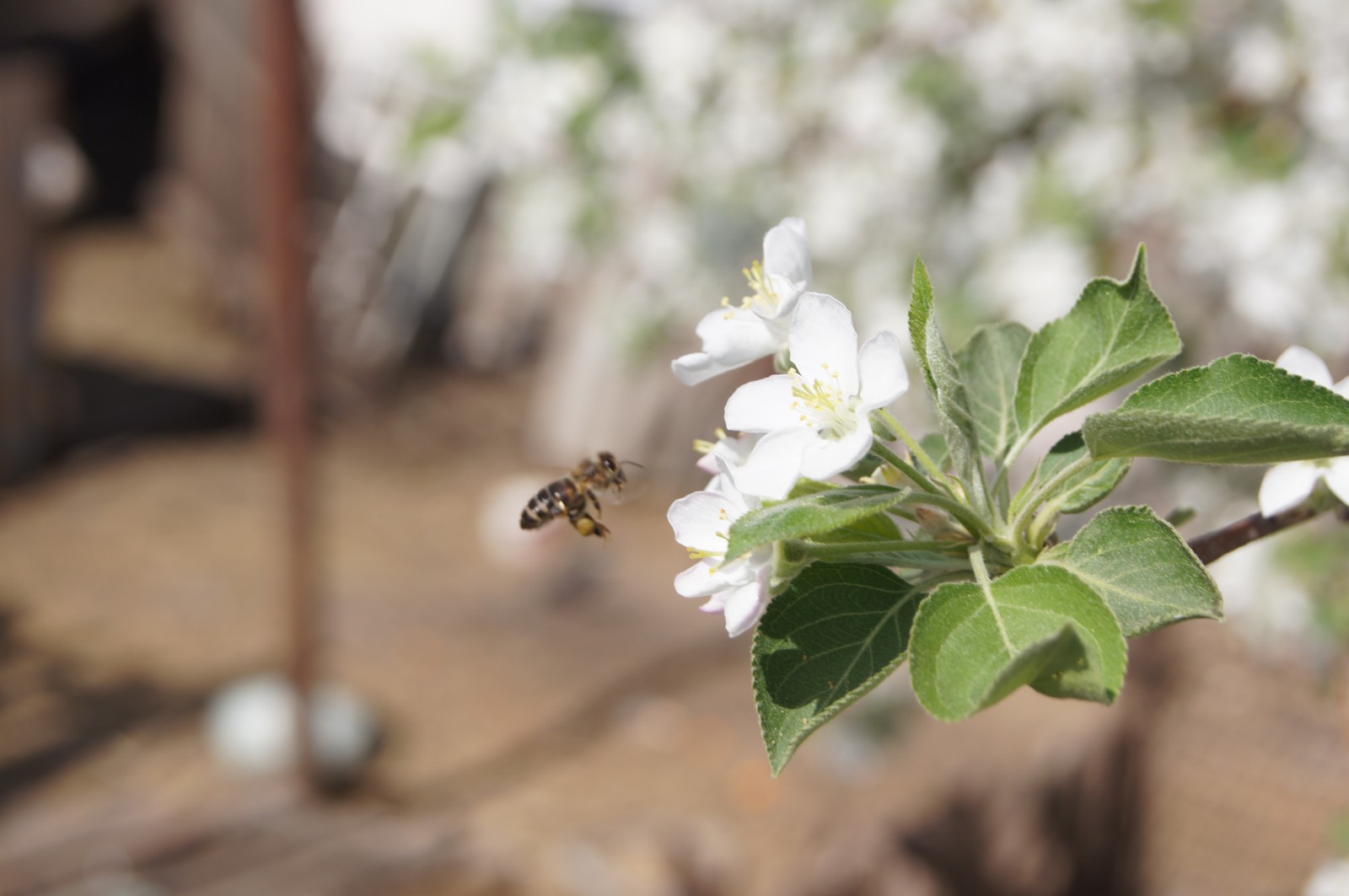 Spring is in your feed! - My, The photo, Mood, Spring, Bloom, Insects, Longpost