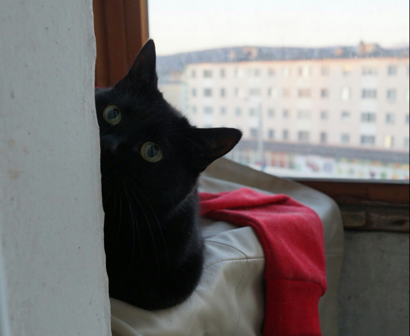 Today my bun is three years old - My, cat, Catomafia, Animals, Black cat, Longpost