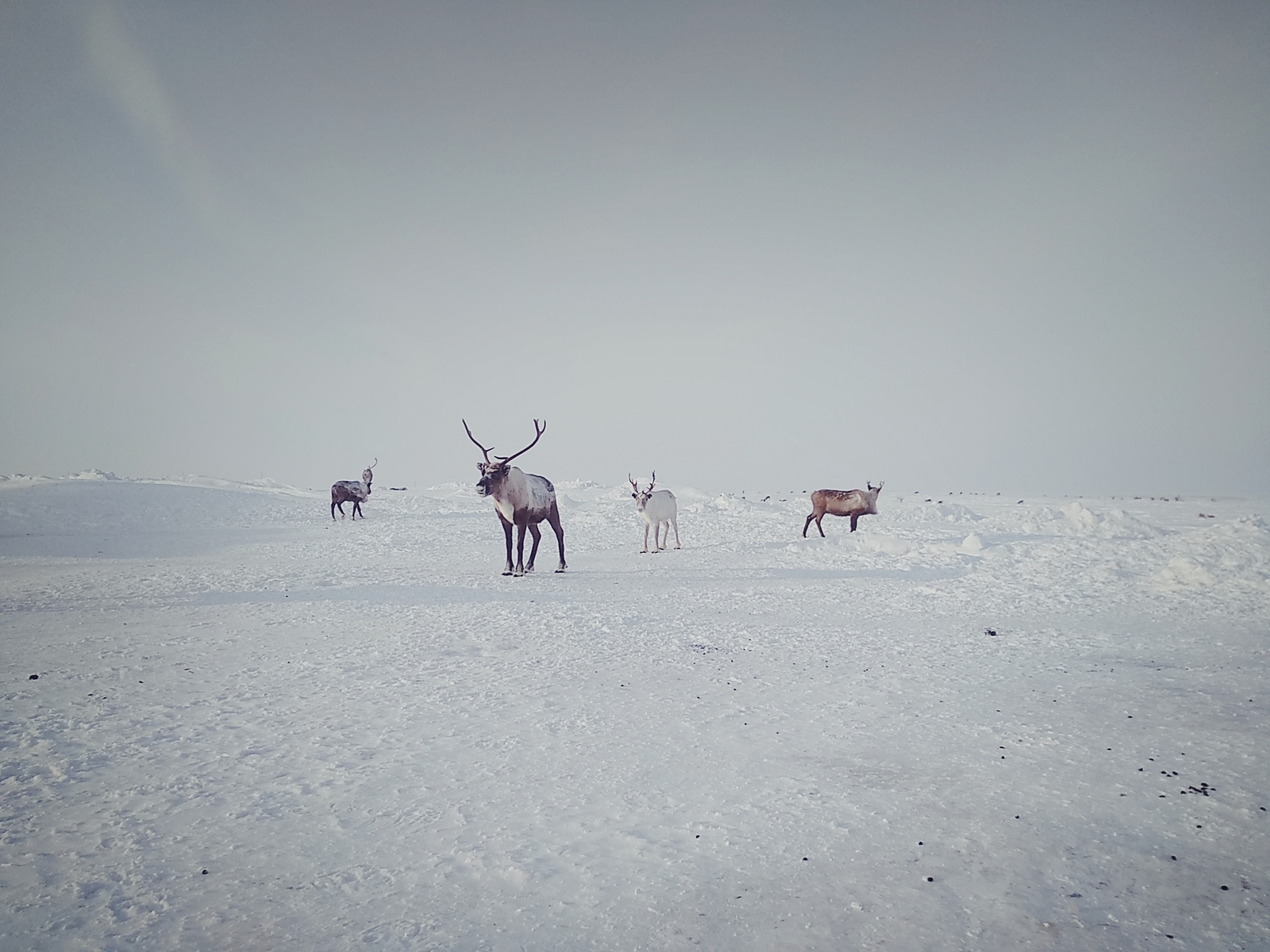 Inhabitants of the north - Reindeer, Arctic, Longpost