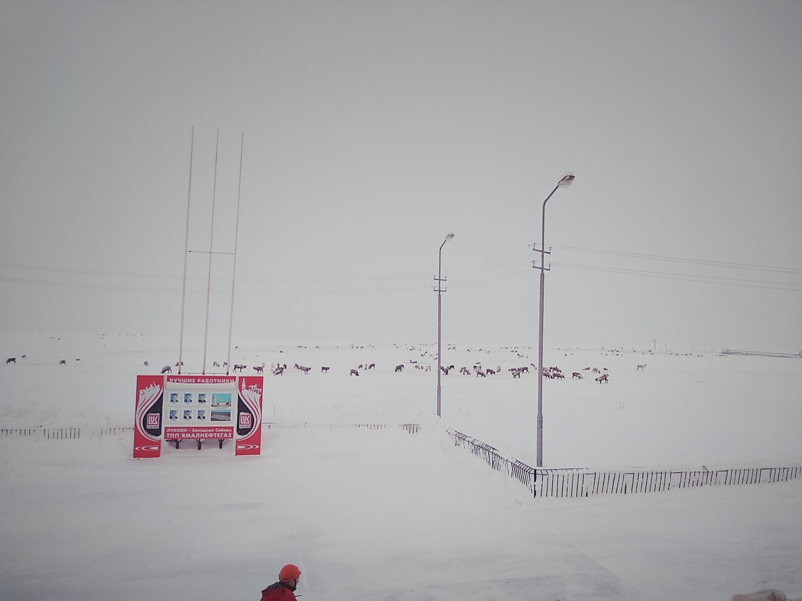 Inhabitants of the north - Reindeer, Arctic, Longpost