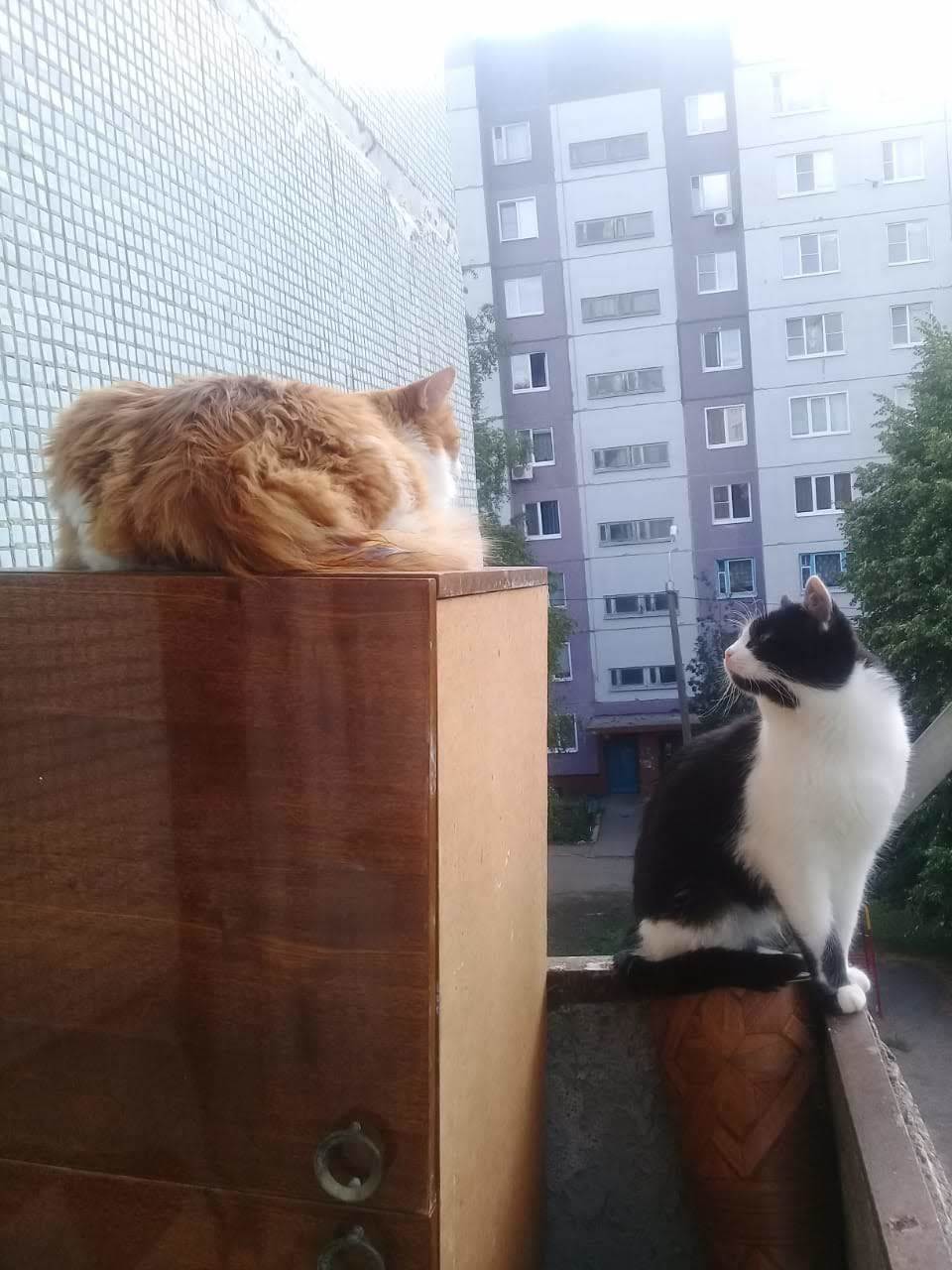 Our cats are Red and Zhulya. - My, cat, Pets, Longpost