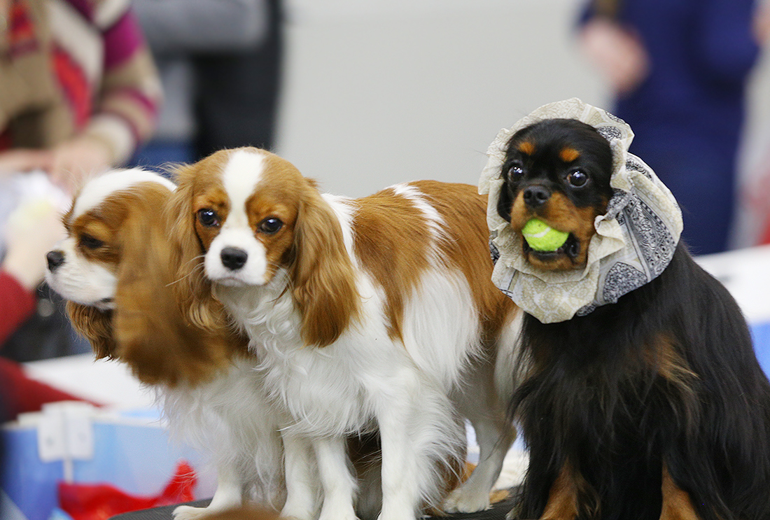 That strange friend in the photo - My, Dog, Animals, The photo, Cavalier king charles spaniel