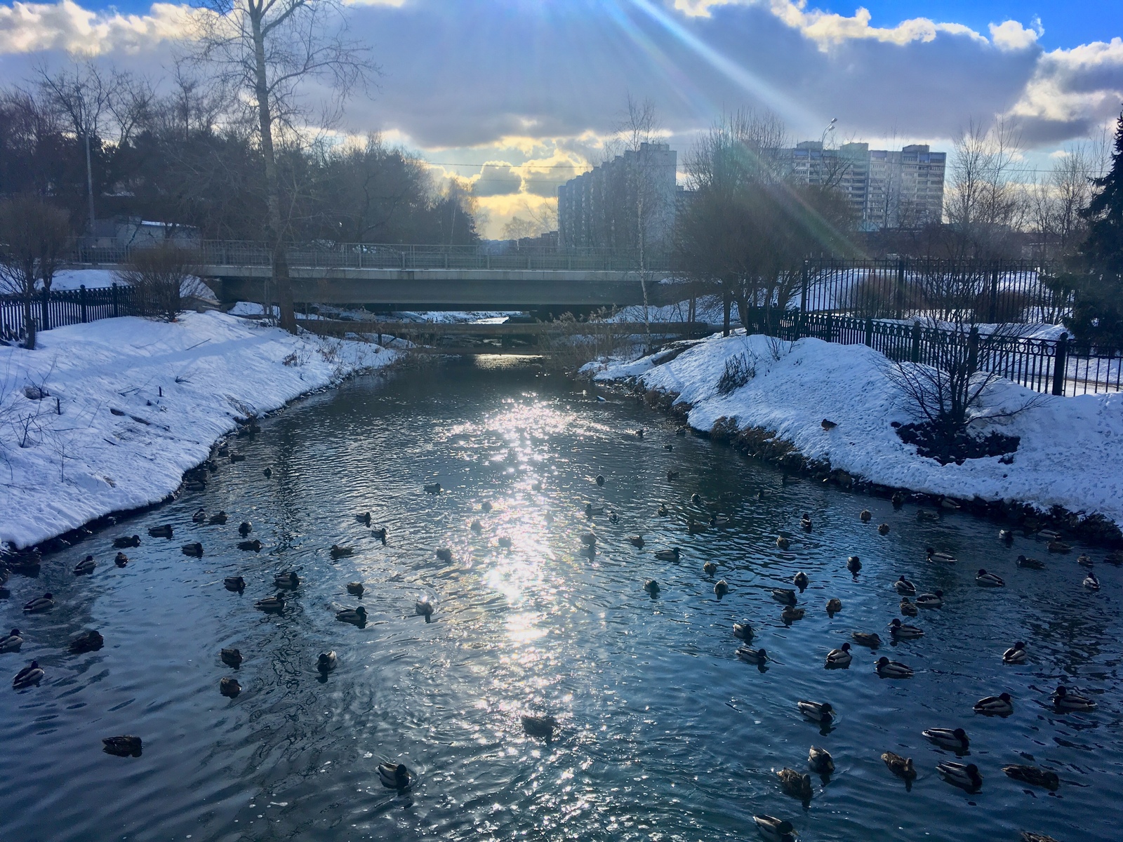 Feed the ducks. Winter go. - My, A bike, Duck, PVD, Longpost