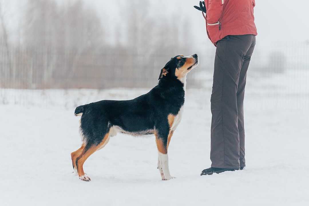 Dog in good hands! - My, Dog, In good hands, , Pets, Help, , Longpost, Helping animals