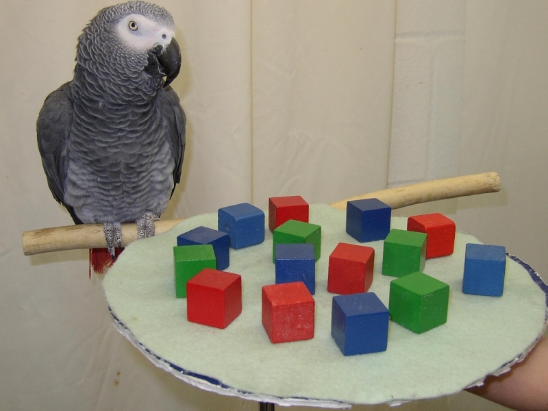 What are parrots capable of? Bird mind. - Birds, Animals, A parrot, Zoopsychology, Animal intelligence, Interesting, Video, Longpost