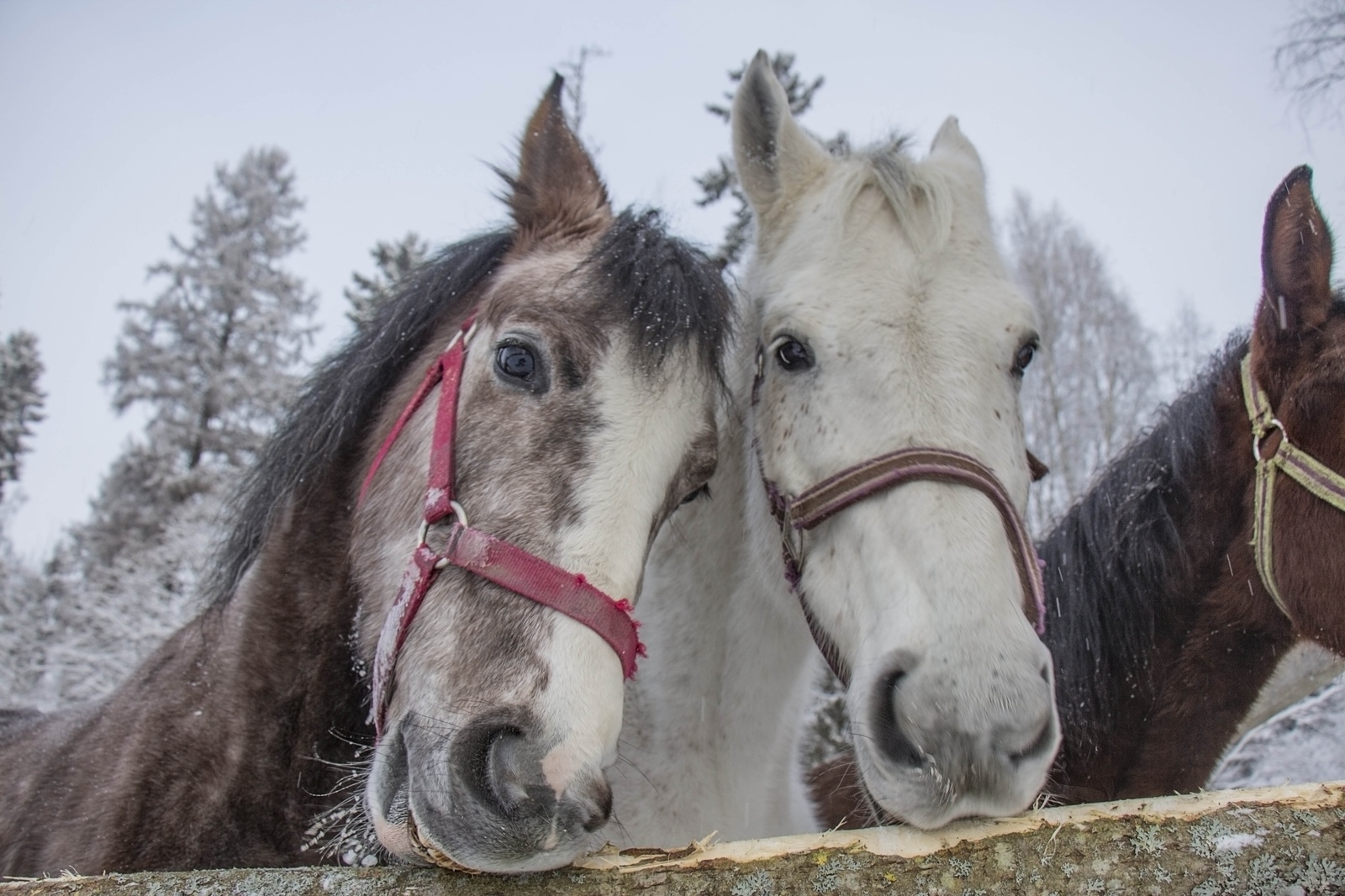 Too cute couple - Horses, Pair, Milota, Animals, Good league, Good, smile, The photo, Kindness