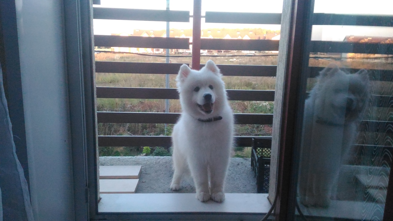 My samoyed dog - My, Samoyed, , Animals, Milota, Longpost