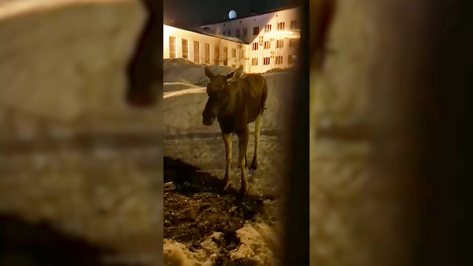 Elk fell asleep listening to a lullaby - Elk, Bashkortostan, The rescue, Animal Rescue, Hypnotic, Lullaby