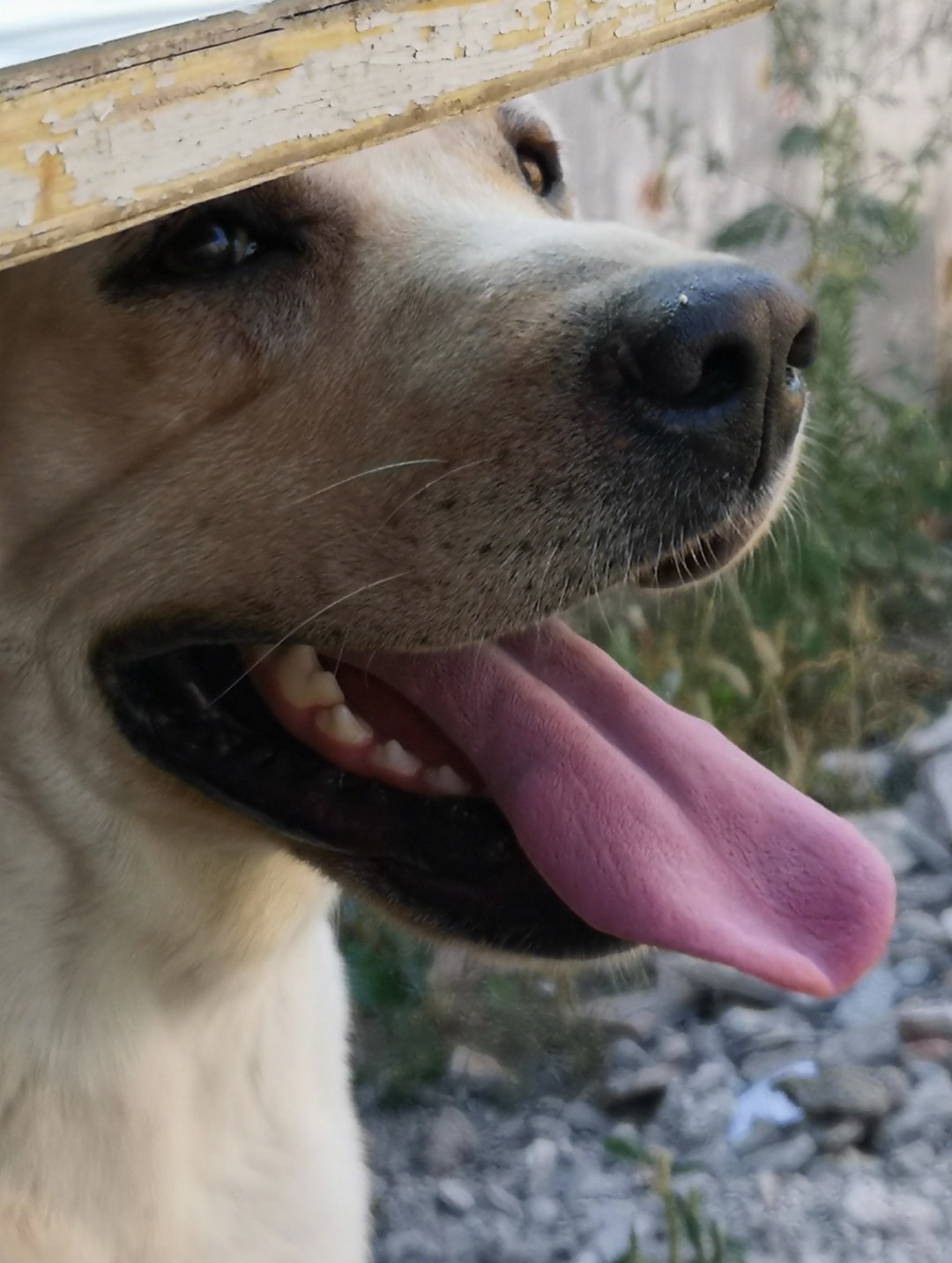 Abundant, Stavropol Territory, lost Labrador! - My, Abundant, Dog, Animals, Lost, Help me find, No rating, The dog is missing, Labrador, Longpost