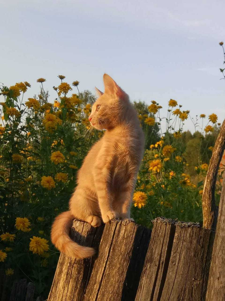 On the Sunset. - My, Summer, cat, Pets