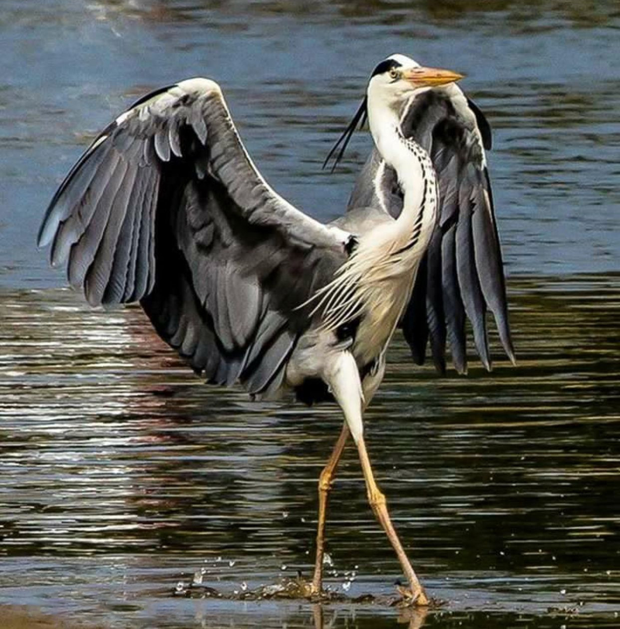 Gracefulness - Birds, Heron, Gracefulness, Great blue heron