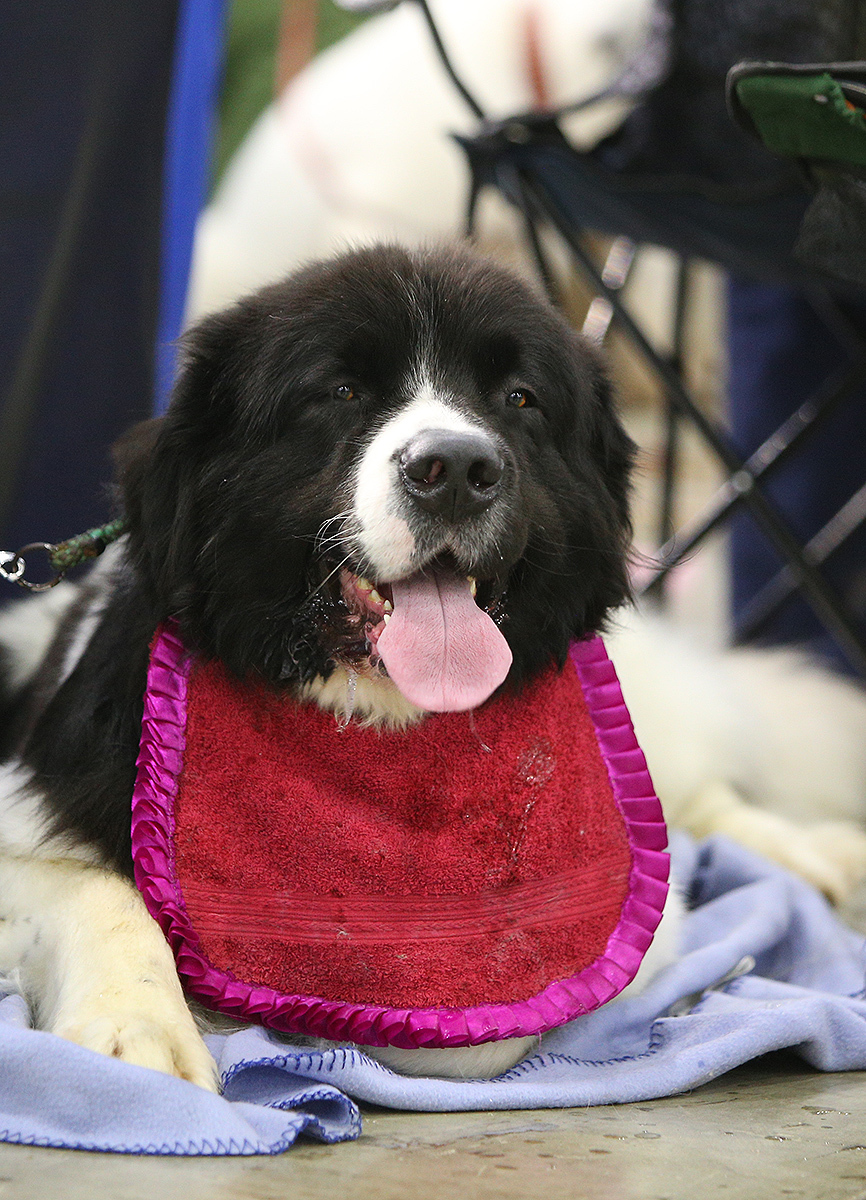 Spied at a dog show - My, Dog, Animals, The photo, Dog show, Dog days, Longpost