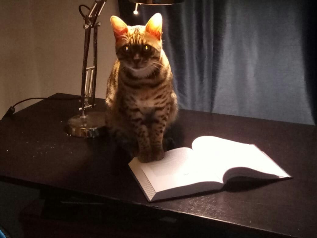 cat with a lamp - My, Cat with lamp, , cat