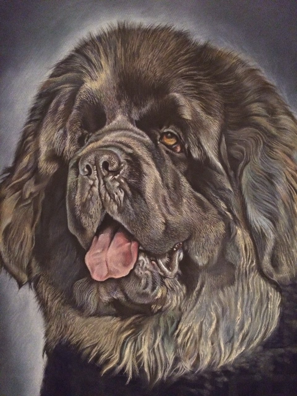 Steps to create a portrait of Tim the Newfoundland. Size 60x80 cm, material: pastel. The portrait was sent to a client in Ermelo, The Netherlands. - My, Portrait, Portrait by photo, Pastel, Dog, Longpost