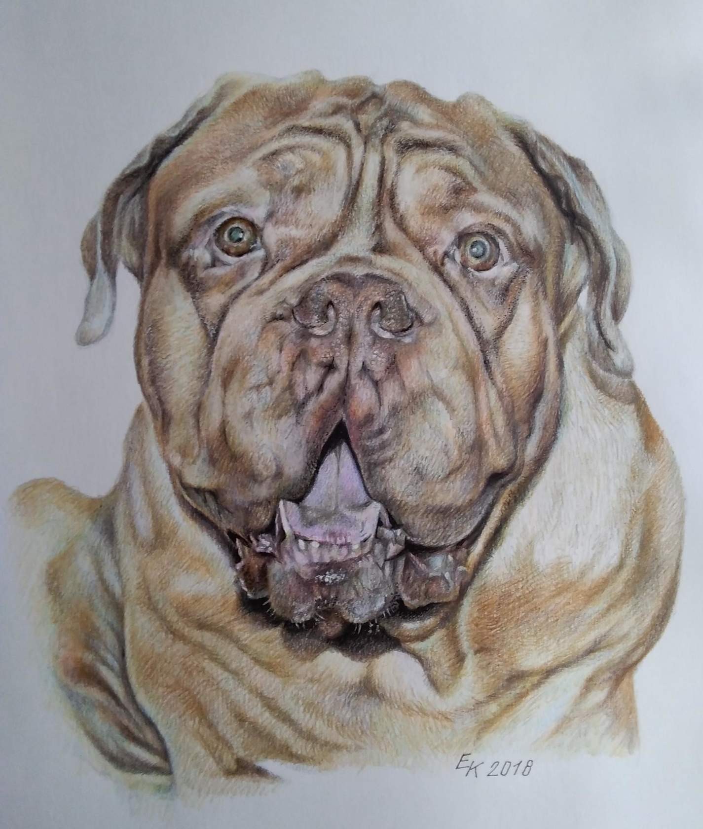 The portraits of the Dogue de Bordeaux are made with colored pencils. - My, Portrait, Dog, Animalistics, Colour pencils, Longpost, Drawing, Great Dane of Bordeaux, Animals