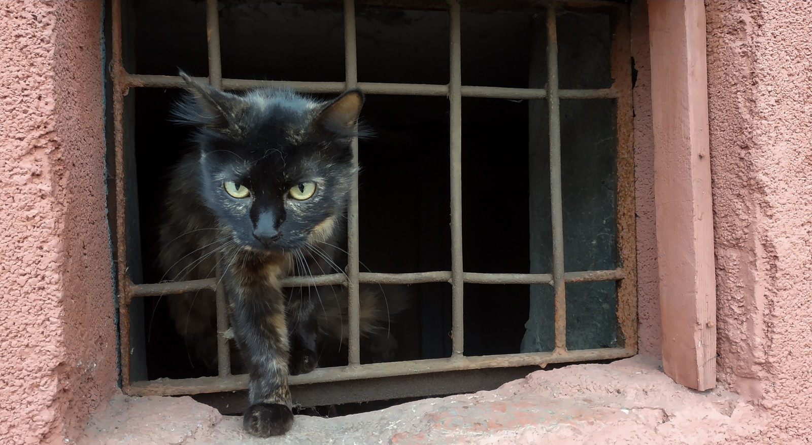 Little waif - My, cat, Minsk, The photo, Longpost