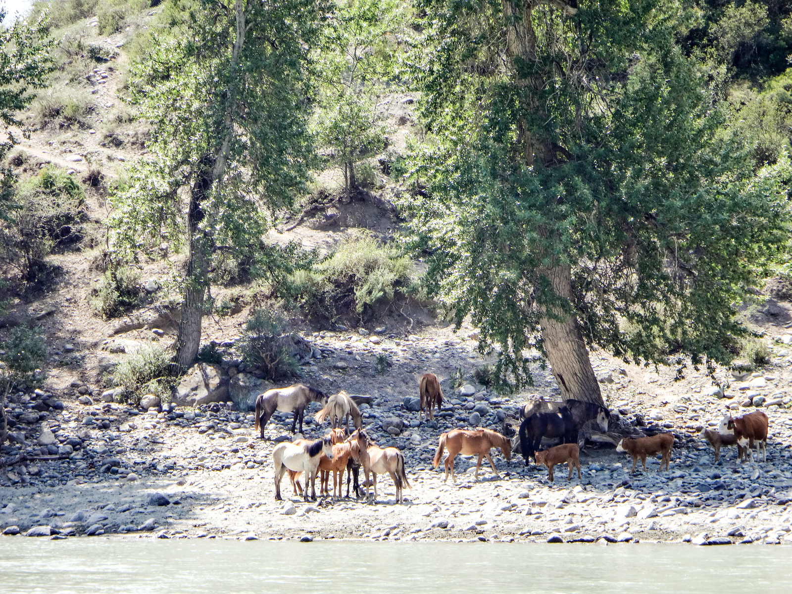 Horseback riding in Altai. - My, Mountain Altai, Horses, Hike, The photo, Longpost, Altai Republic