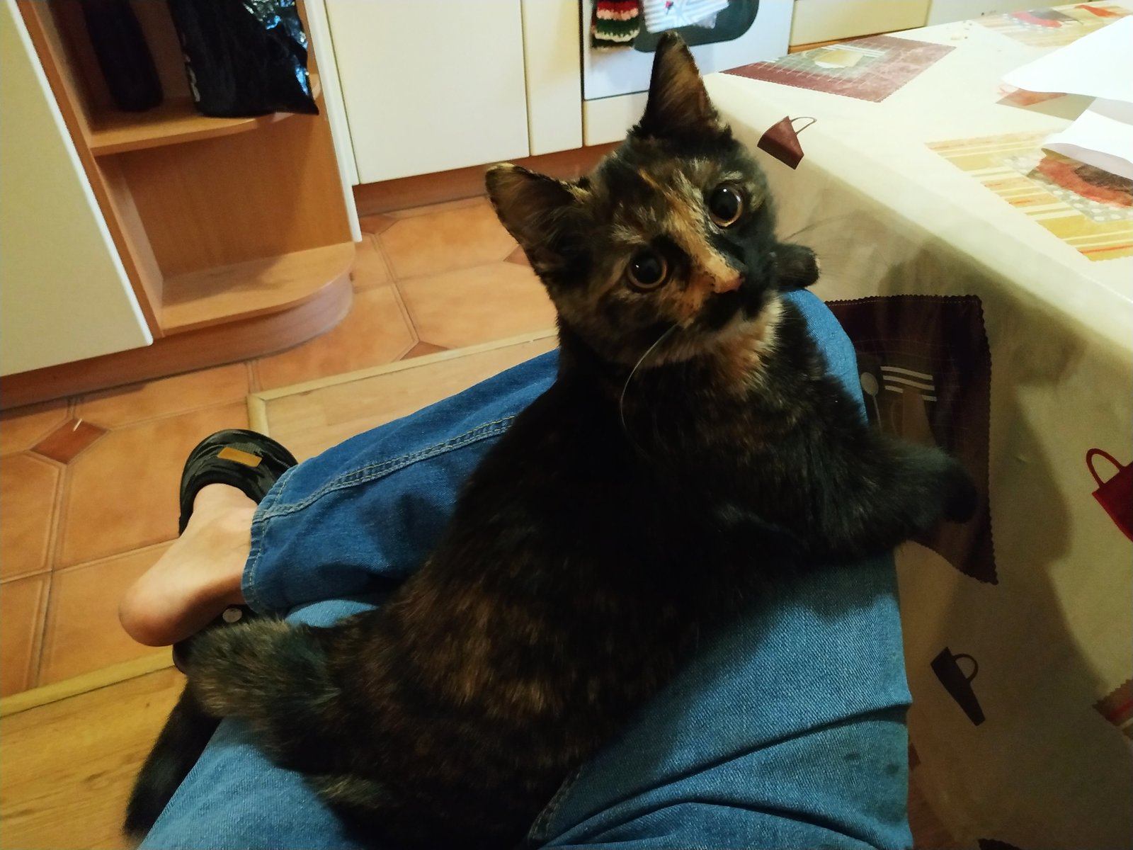 Kitten needs a home in Lyubertsy - No rating, cat, In good hands