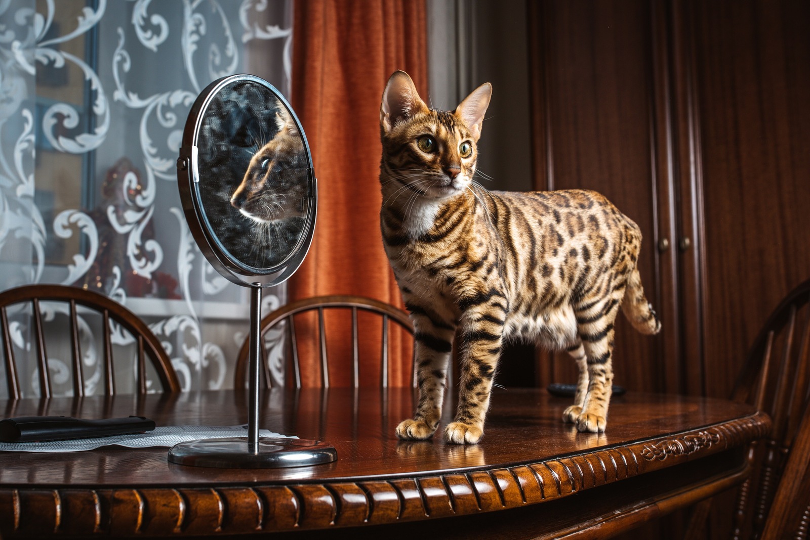 Bengal cat - My, The photo, Bengal cat, Longpost, cat, Pets