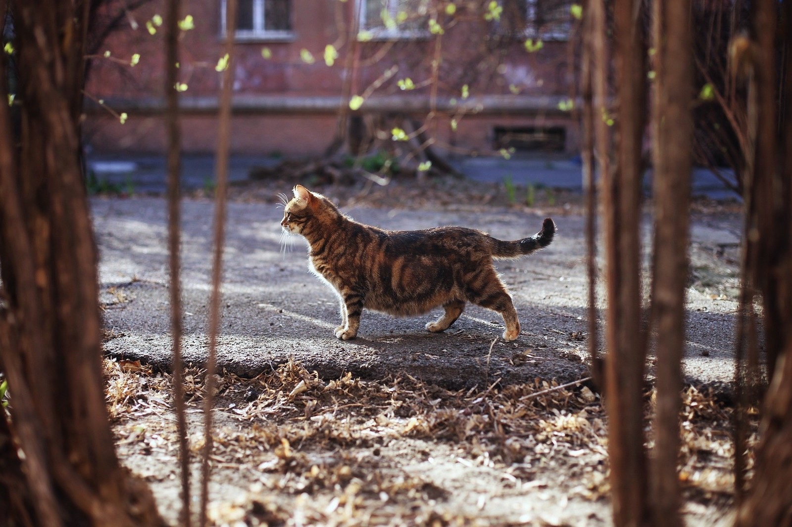 Portraits of Odessa cats. - My, cat, Odessa, Fat cats, Big cats, Longpost