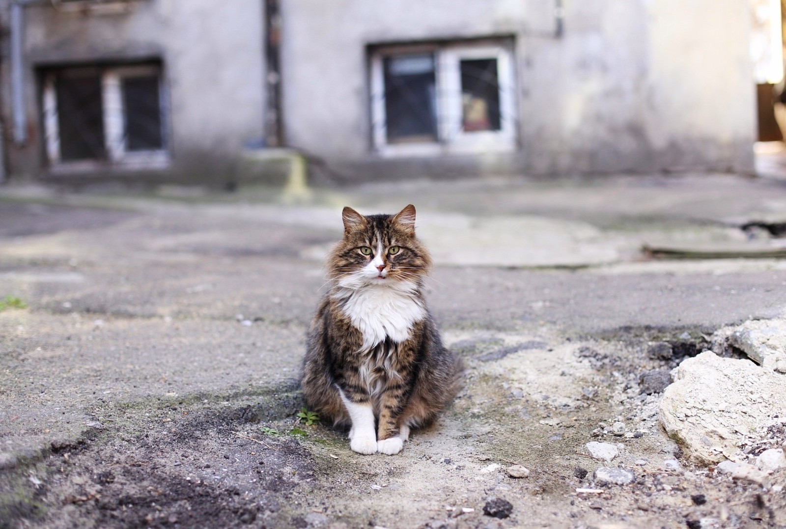 Portraits of Odessa cats. - My, cat, Odessa, Fat cats, Big cats, Longpost