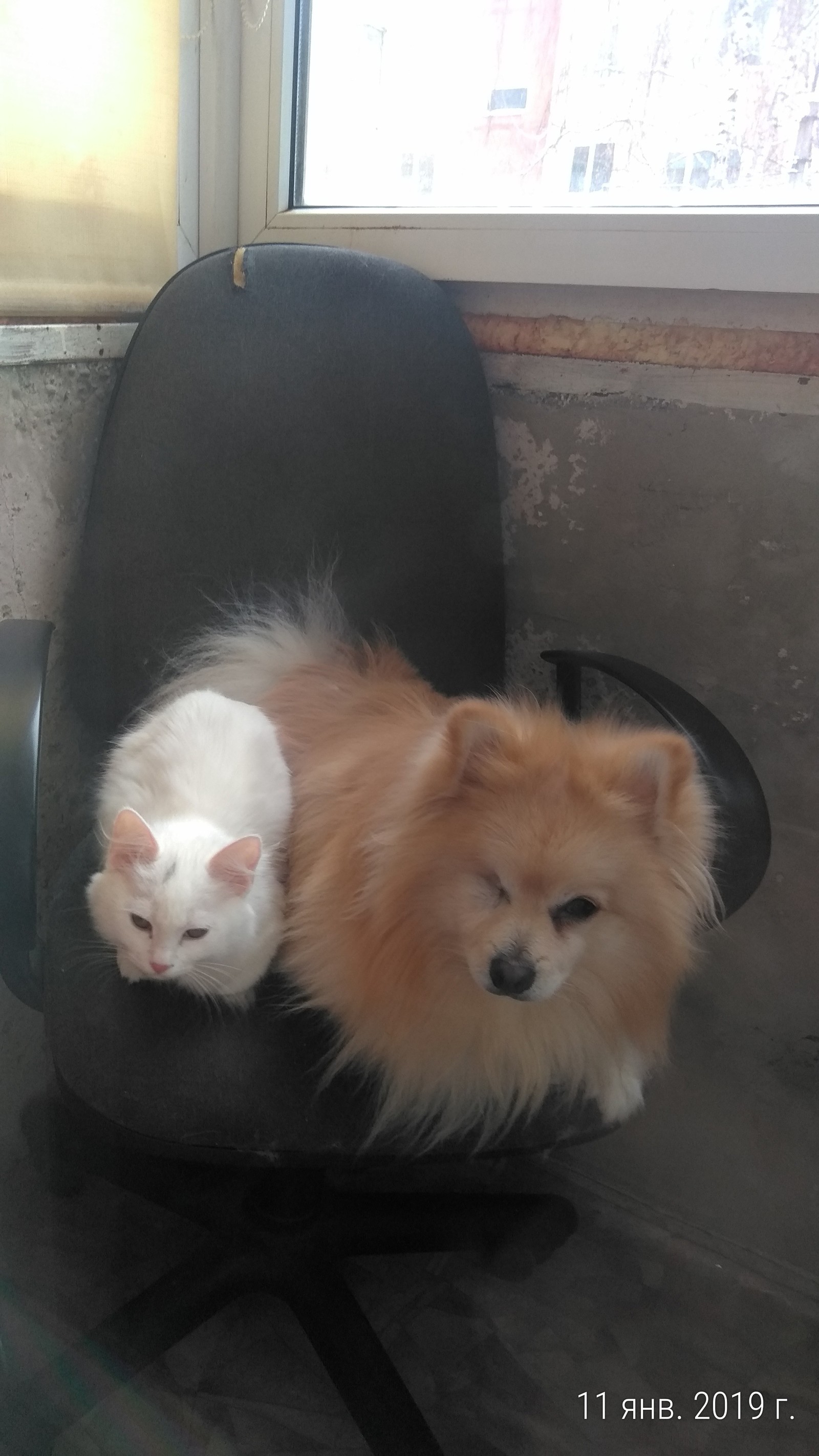 My long-suffering dog and cat's disfavor. - My, Animal Rescue, Dog, Boomerang, Dangerous animals, Mat, Longpost