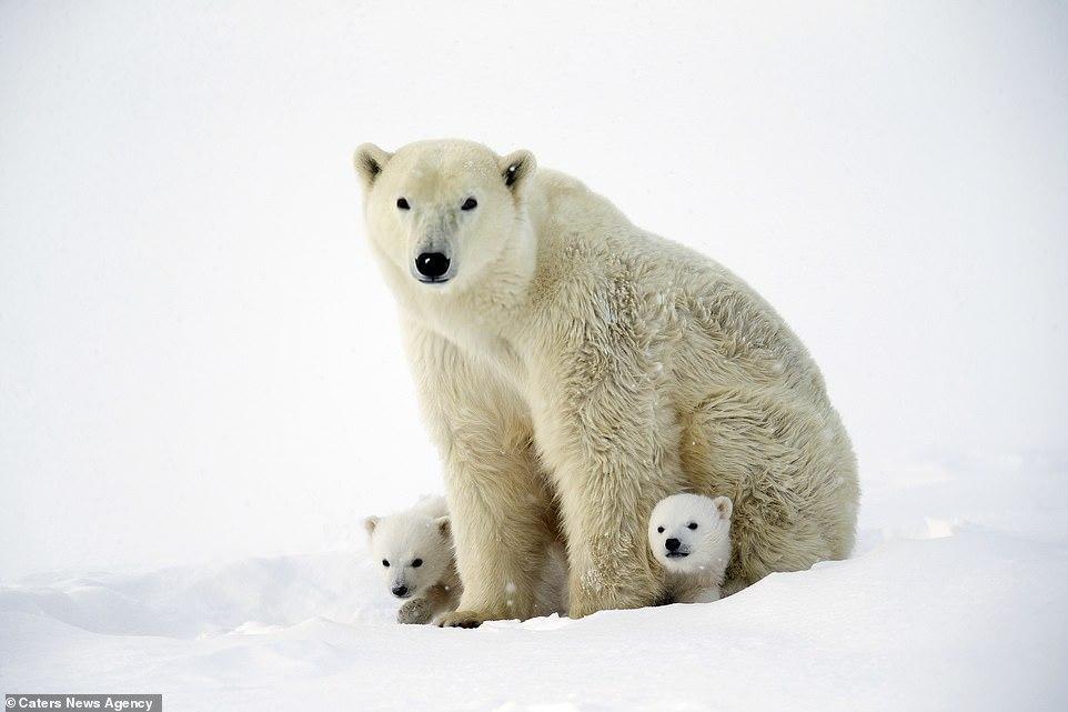 Cute 3 month old white bears play with mom - Polar bear, Bear, Longpost, The Bears