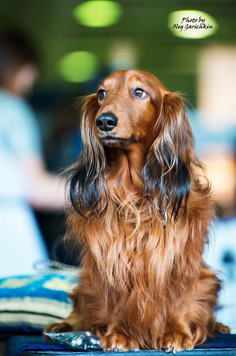 A new series of reportage shots from dog shows held in the South of Russia in 2018, enjoy watching))) - My, Dog, Dogs and people, Dog breeds, Dog show, Animalistics, Longpost, Pets