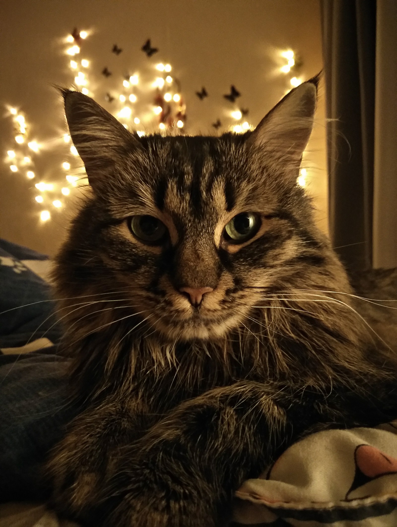 In the light of the lights - My, cat, Lights, Pets